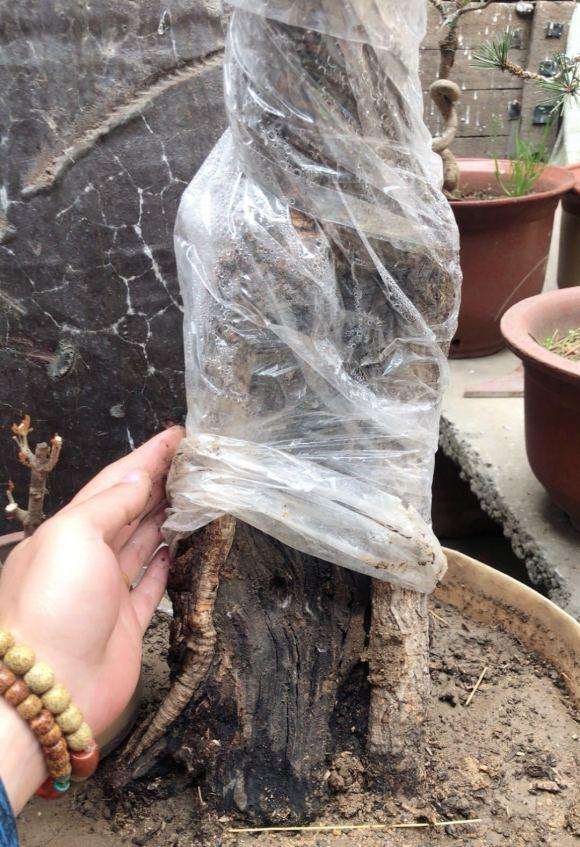 流苏下山桩 纯沙种上 可以吗 图片