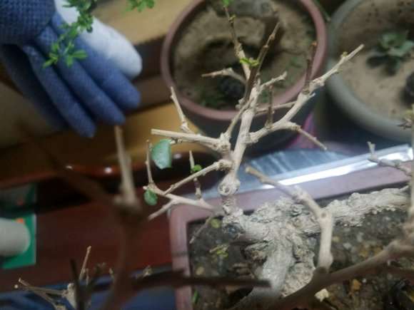 福建茶下山桩怎么了 叶子掉光