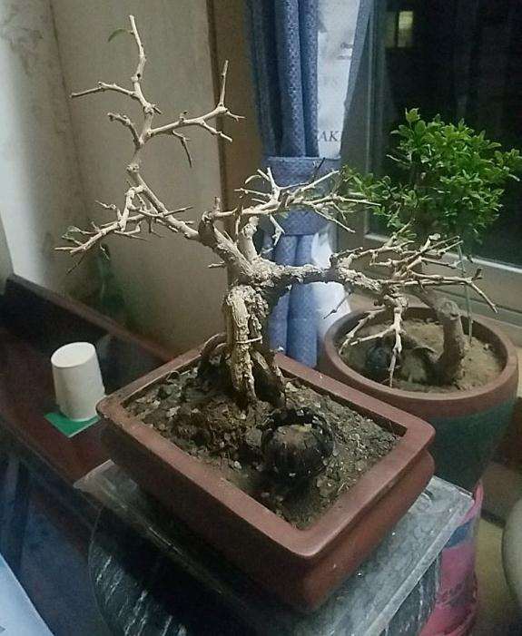 福建茶下山桩怎么了 叶子掉光