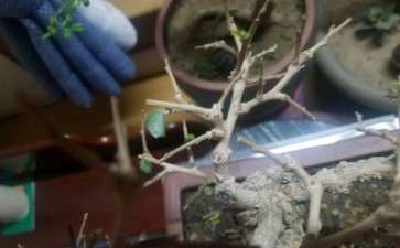 福建茶下山桩怎么了 叶子掉光 图片