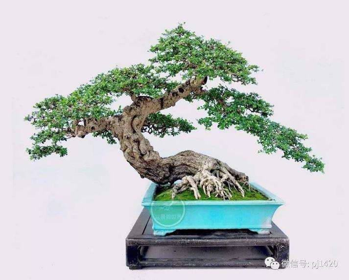 福建茶盆景翻盆一个月没有出芽