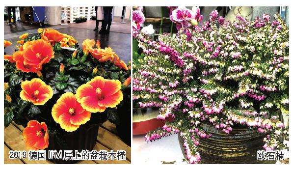 盆栽产品的市场有多大