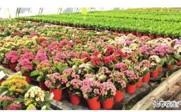 花卉盆栽产品的市场有多大