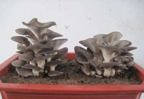 为什么盆栽平菇作为您的创业项目