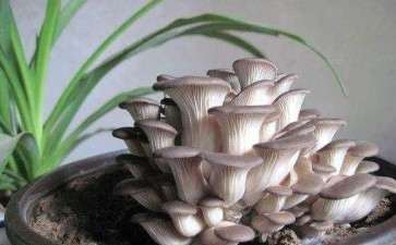 怎么短期掌握盆栽蘑菇的栽培技术