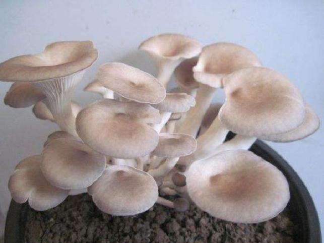 盆栽平菇种植技术难吗 怎么掌握的3个方法