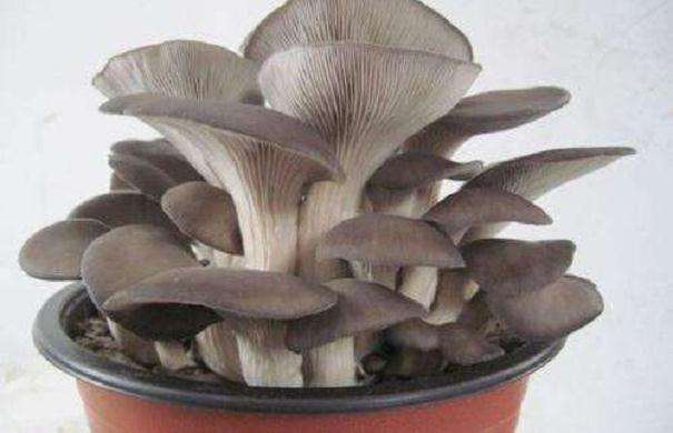 盆栽平菇怎么借助网络平台销往全国