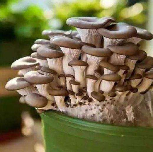盆栽平菇月销7000盆 收入4万