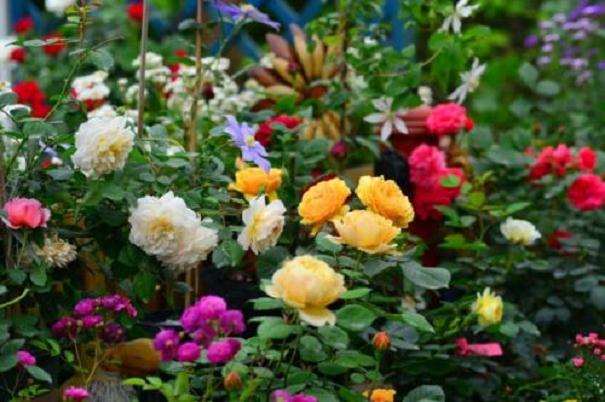 控释复合肥配施保水剂的盆栽月季节水效果