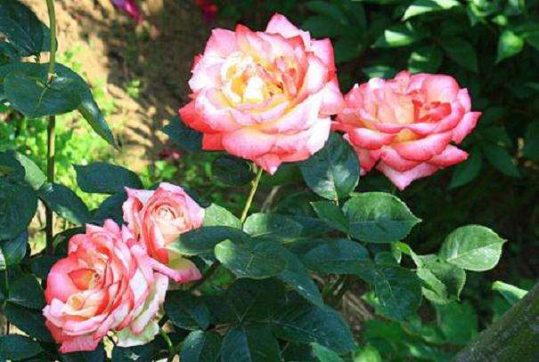 控释复合肥配施保水剂的盆栽月季节水效果