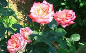 控释复合肥配施保水剂的盆栽月季节水效果