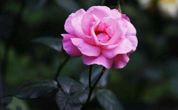 肥料保水剂对月季盆栽的3个影响