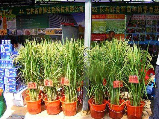 控制水稻盆栽土壤水分的新方法