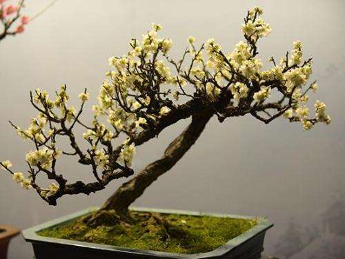 蜡梅盆景的习性与品种有哪些