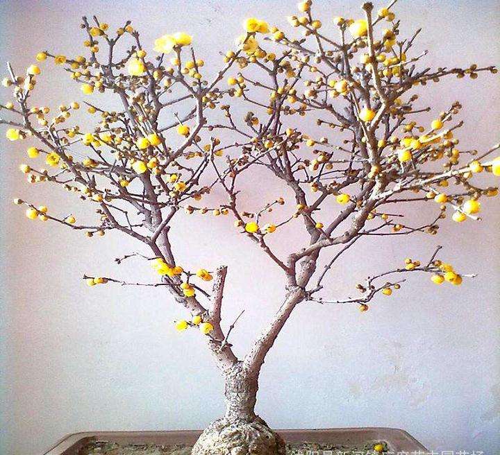 蜡梅盆景怎么繁殖的3个方法