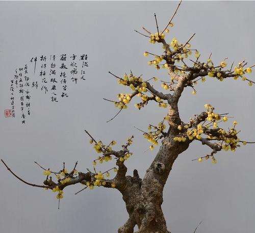 蜡梅盆景怎么修剪管理的2个方法