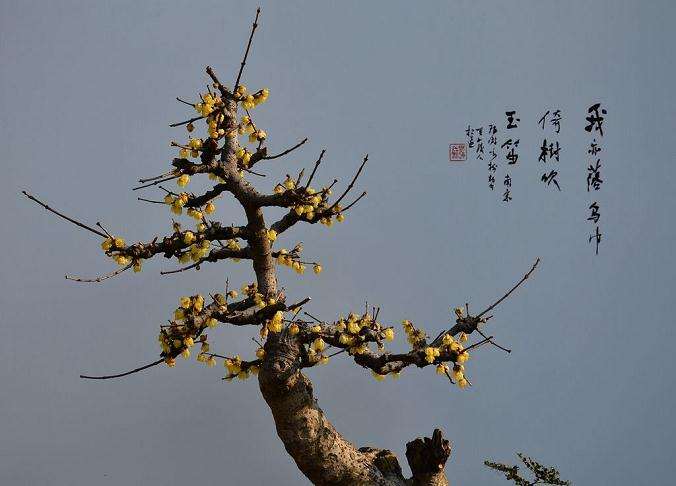 蜡梅盆景怎么浇水施肥的方法