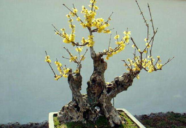 蜡梅盆景的主要种类有哪些