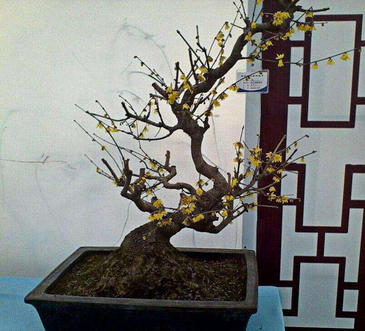 蜡梅盆景的繁殖方法有哪5种