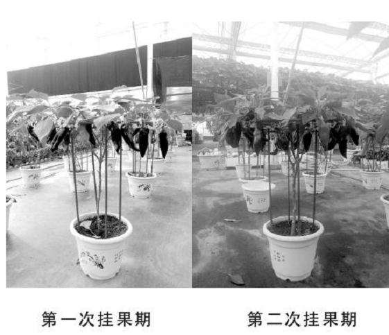 辣椒架式无土盆栽管理的4技术