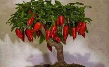 辣椒架式无土盆栽管理的4技术