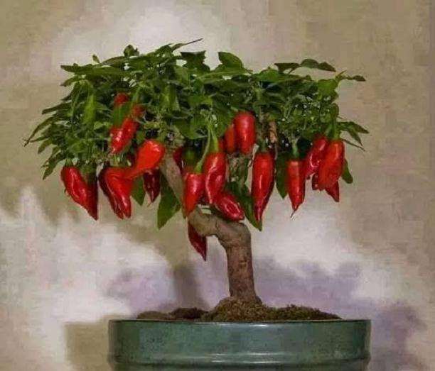 观赏辣椒盆栽品种的物候期