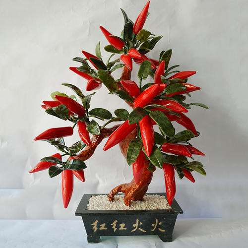 观赏辣椒盆栽品种的物候期