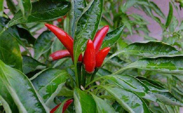 辣椒盆栽怎么花果期管理的2个方法