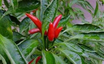 辣椒盆栽怎么花果期管理的2个方法