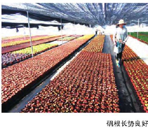 2019年广州盆栽公司销售3300多万