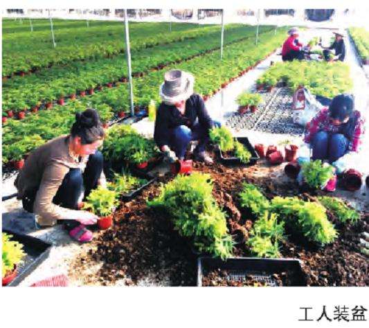 丽佳园艺集众人之力 做强 做大小盆栽产业