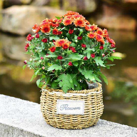 适宜种植盆栽菊花品种的区域有哪些