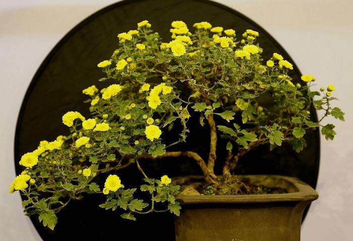 适宜种植盆栽菊花品种的区域有哪些