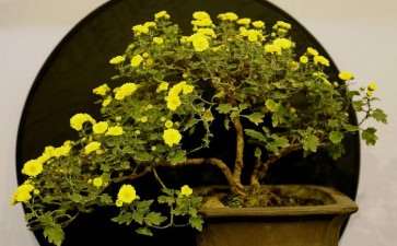 适宜种植盆栽菊花品种的区域有哪些