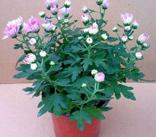 菊花盆栽怎么栽培的2个技术要点