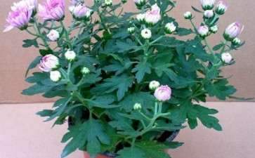 菊花盆栽怎么栽培的2个技术要点