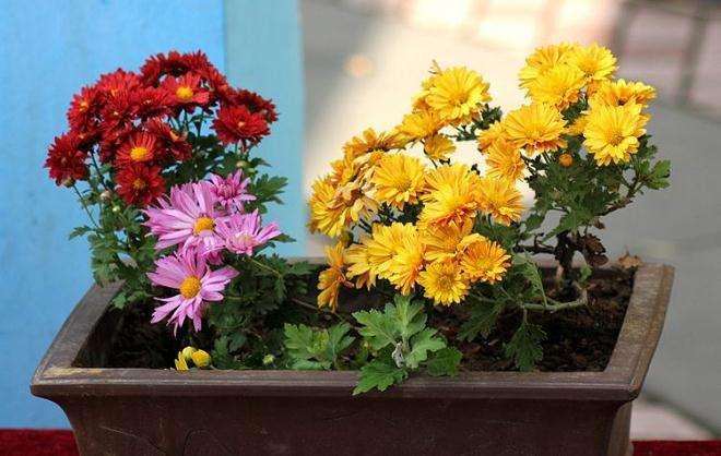 菊花盆栽怎么浇水施肥的3个方法