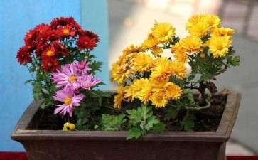 菊花盆栽怎么浇水施肥的3个方法