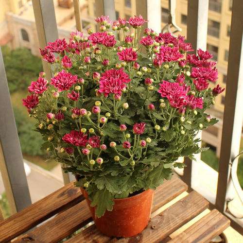 菊花盆栽怎么病虫害防治