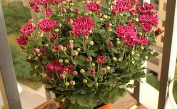 菊花盆栽怎么病虫害防治的3个方法