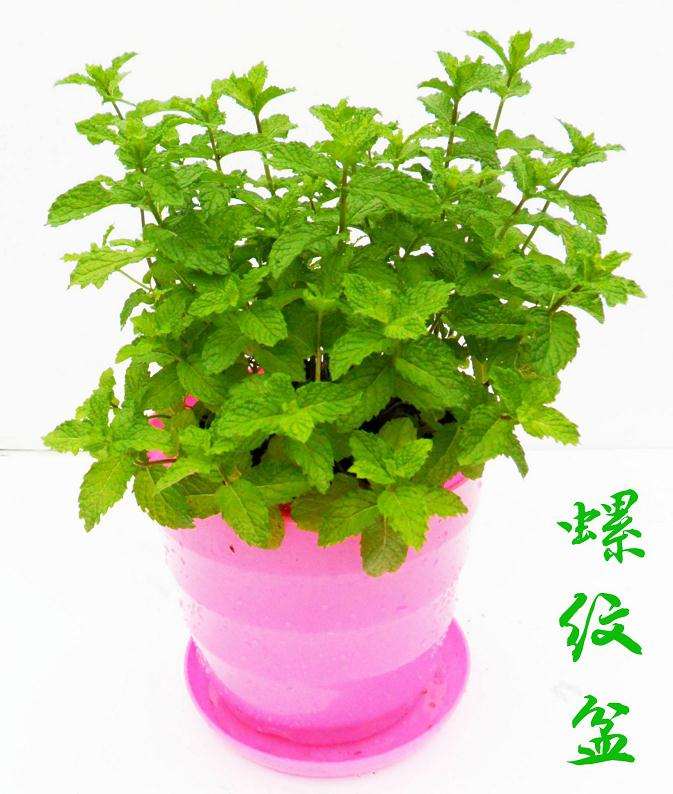 留兰香无土基质盆栽关键技术