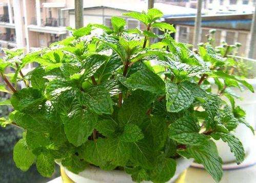 留兰香盆栽怎么选盆的3个方法