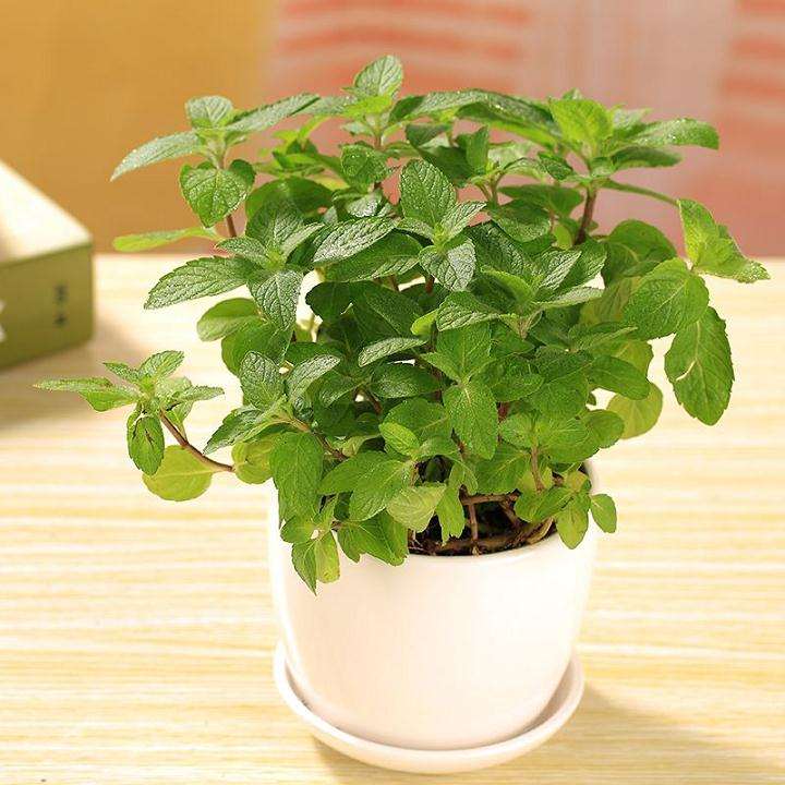 留兰香盆栽怎么肥水管理的2个技术