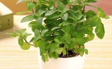 留兰香盆栽怎么肥水管理的2个技术