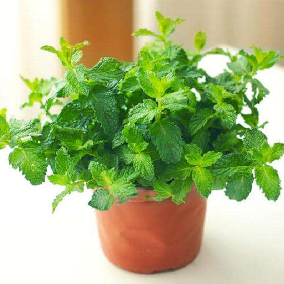 盆栽蔬菜怎么病虫害防治的方法