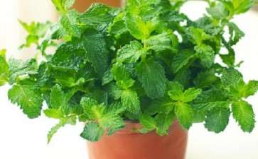 盆栽蔬菜怎么病虫害防治的2个方法