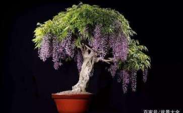 怎么楼顶盆栽紫藤的5个方法