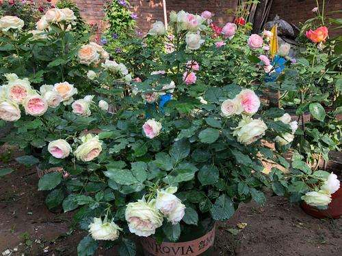 露地盆栽月季怎么防治黑斑病的3个方法