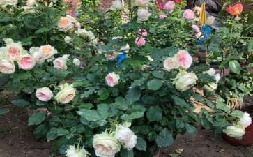 露地盆栽月季怎么防治黑斑病的3个方法