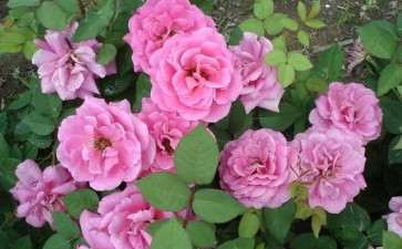 露地盆栽月季怎么防治灰霉病的2个方法